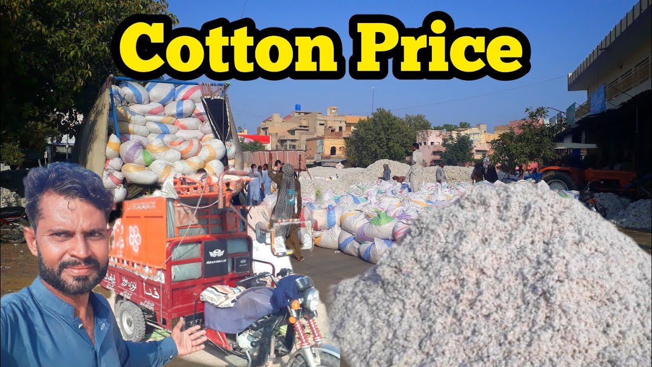 Cotton le kar giya mandi/cotton price in my City/Th Pendu YouTube
