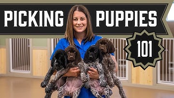 How To Pick A Puppy!