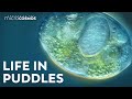 The Tiny Worlds Inside of Puddles