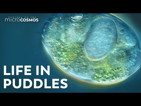 This magical microscopic video shows the bustling life of puddles