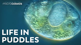 The Tiny Worlds Inside of Puddles