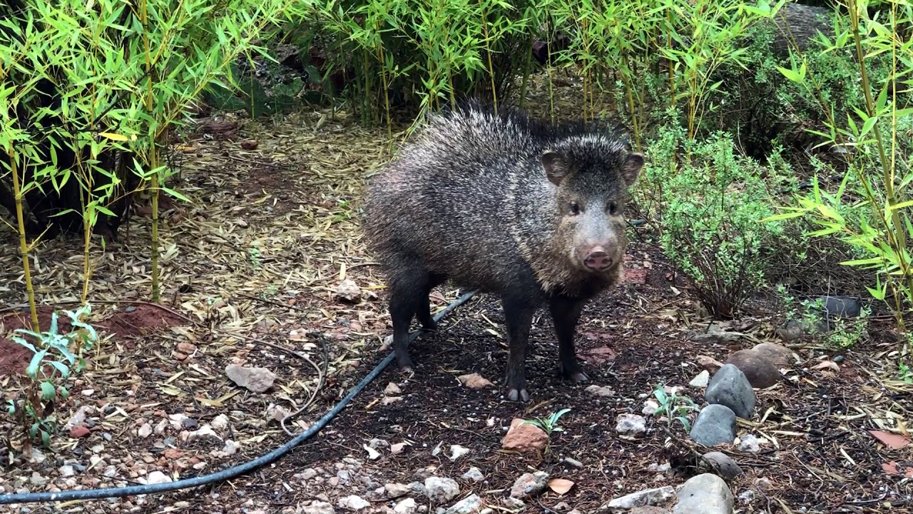 Javelinas Sedona, Arizona July 14, 2018 YouTube