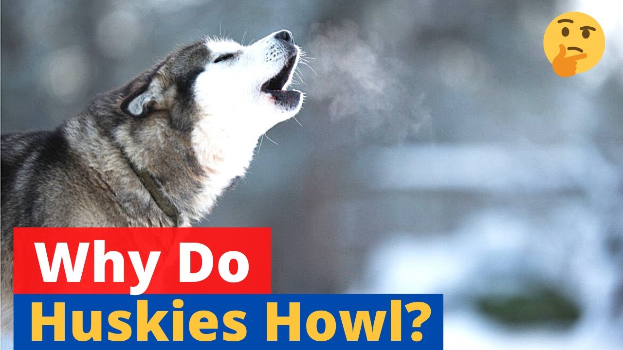 do huskies hate heat