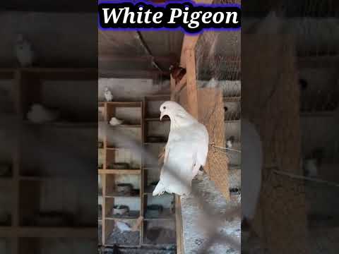 Pigeon White bird shorts video, परेवा घर पे है #Pigeon shorts#shorts#Animals_Shorts