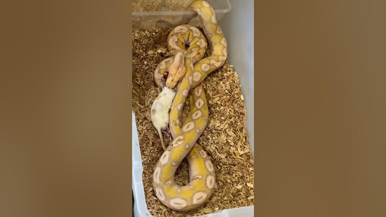 Reticulated python kills rat - YouTube