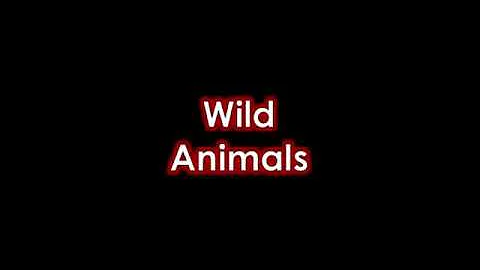 Wild Animals. Adapted by Debra Christenson, TVI,  ...