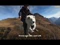 This Dog Goes Paragliding With His Owner And Loves It! | The Dodo Soulmates