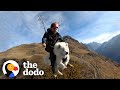 This dog goes paragliding with his owner and loves it  the dodo soulmates