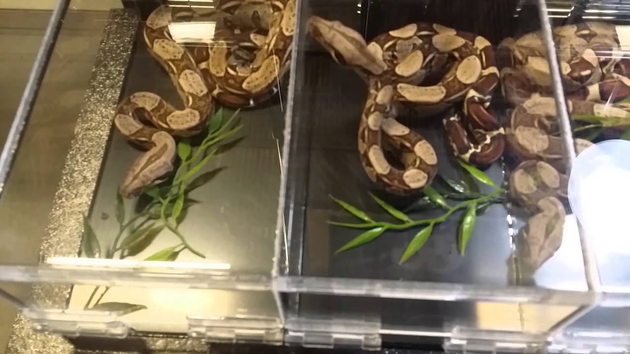 beasty Long Island reptile Expo10/25/15