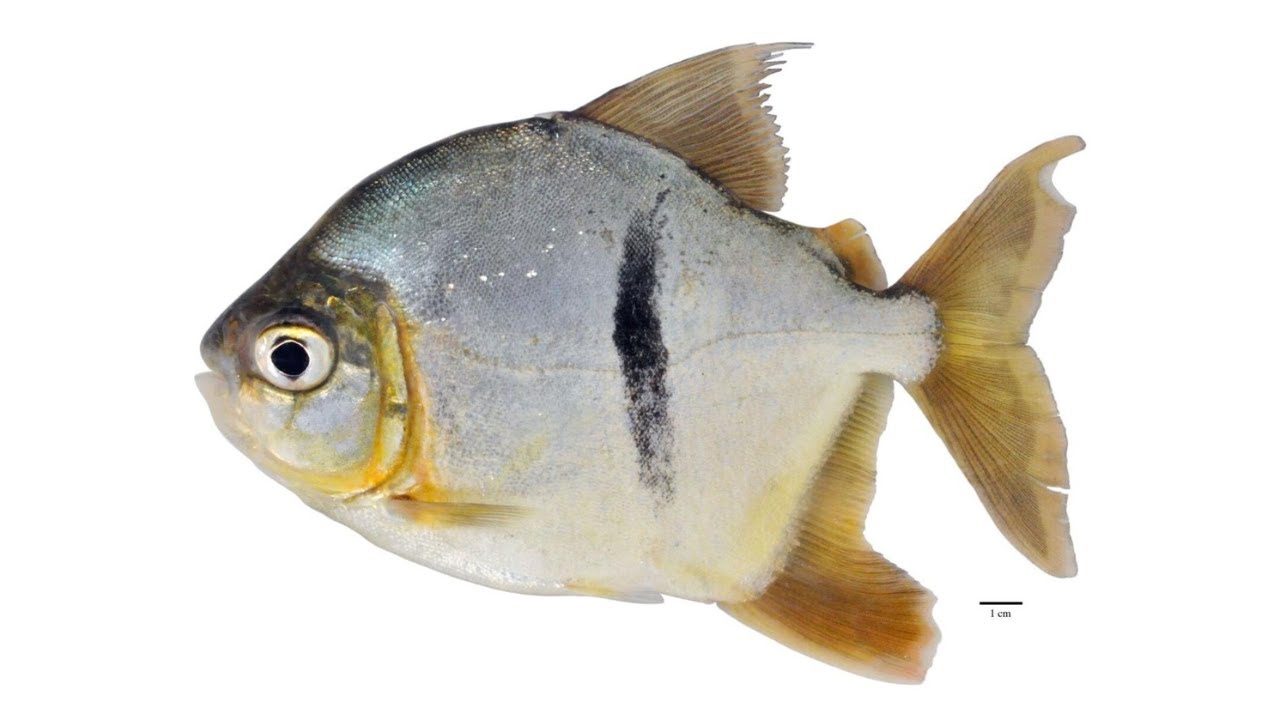 イタチミノー45s 鬼山女魚2015 イタチミノー45s 鬼山女魚2015 ヒトコトイントロ。 #20 – Jetty 135S