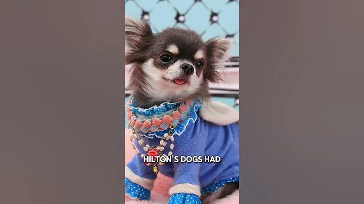 Paris Hilton’s Designer Dogs – Over $325,000 Total #diamond #luxurylifestyle #mercedesamgsl #athlete