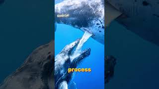 How The Blue Whale Feeds Its Calf Underwater