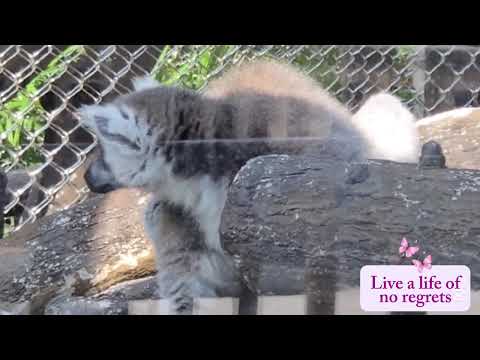Trilho Do Parque de Seac Pai Van Part 2 #park #nature #animals #travel #trailing #hiking #shortvideo