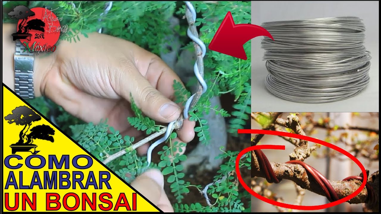 Cómo ALAMBRAR un BONSAI | DISEÑO de COPAL LLORÓN