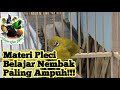 Pleci Belajar Nembak Pakai Masteran Ini Di Jamin Bakal Gacor Permanen Mp3 - Mp4 Download