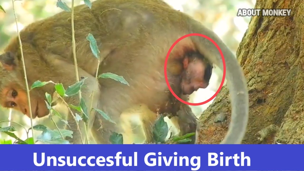 Million Sad Poor Young Mom Monkey Unsuccessful Giving Birth Her First Newborn Baby  Pass Away