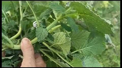 tác dụng chữa bệnh của cây vòi voi ( viêm da cơ địa, đau nhức xương khớp)...