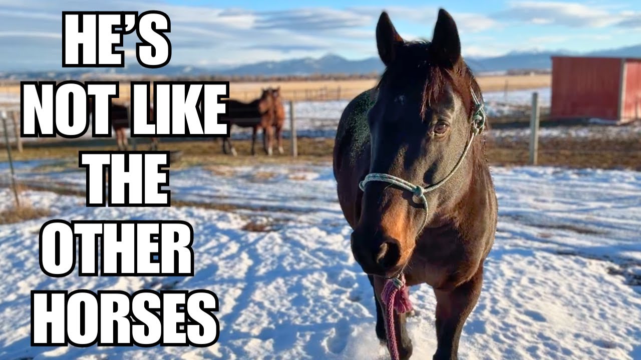 Handling a SCARED horse ~ see the EXACT moment he relaxes! - YouTube