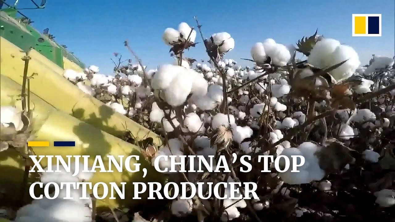 Xinjiang cotton sparks concern over 'forced labour' claims