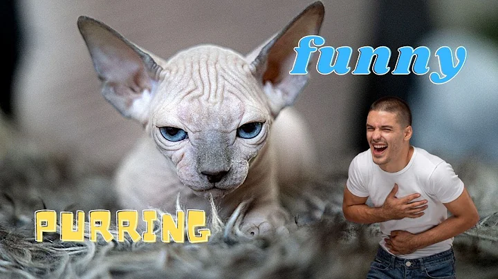Watch the video about Sphynx Kitten Purring FUNNY