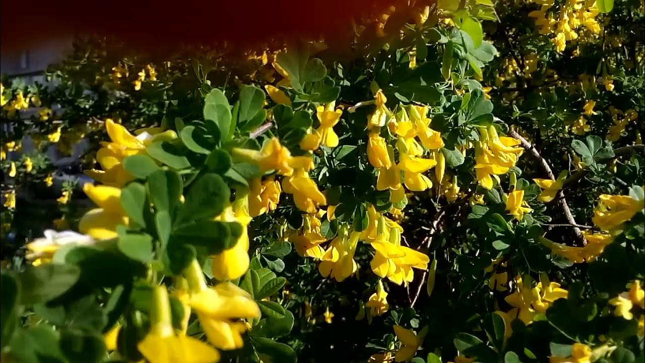 Cytisus racemosus - Cytisus racemosus, Broom.
