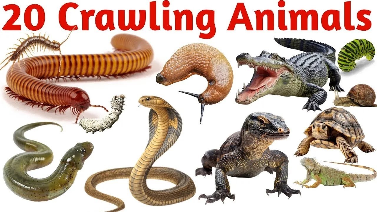 रेंगने वाले जानवरों के नाम सीखें | 20 Crawling Animals Names in English for Kids Vocabulary Learning