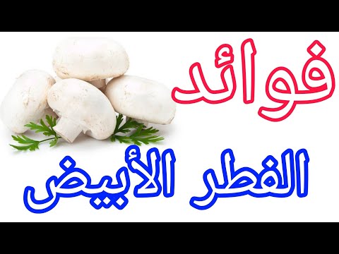 فوائد الفطر الأبيض صحة جيدة وغذاء متوازن