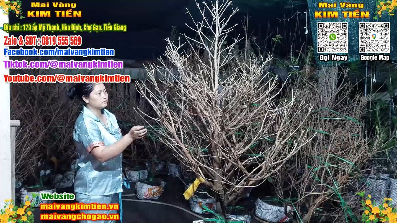 Mai Vàng Nhiều Nụ Đón Tết Bao Ship Toàn Quốc - Mai Vàng Kim Tiền Chợ Gạo
