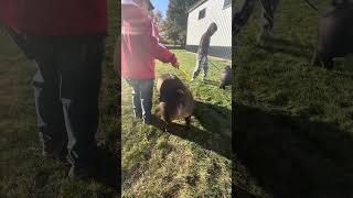Wendt Livestock lot 34: 34-6 Duroc