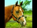 Perris padded leather halter available at pelham saddlery