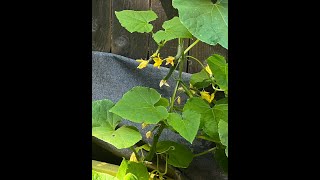 Kratky Approaches to Growing Hydroponic Cucumbers
