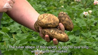 Prince - AGRICO SEED POTATO VARIETIES Prince - AGRICO SEED POTATO VARIETIES