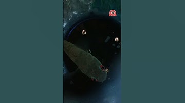 Cập nhật cá lóc form keo 20lit phần 13