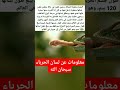 معلومات عن لسان الحرباء   حيوانات
