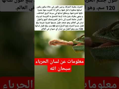 معلومات عن لسان الحرباء Shorts Short حيوانات