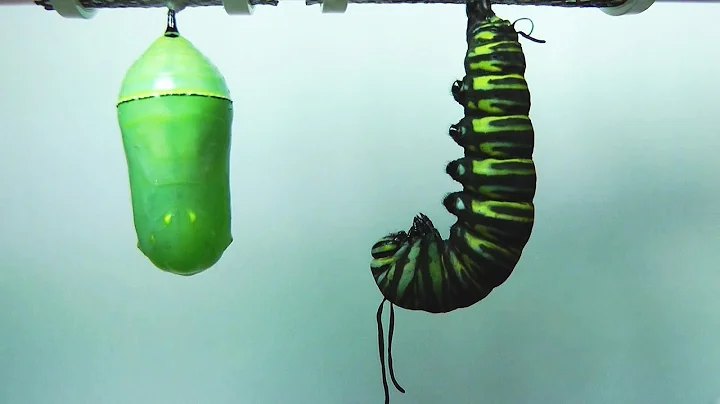 Monarch Butterfly Metamorphosis time-lapse FYV - DayDayNews