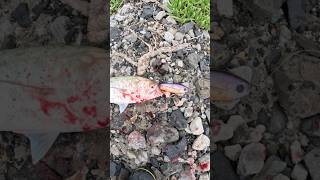 Topwater hookups! #tailor #fishing #topwater #landbase #saltiga