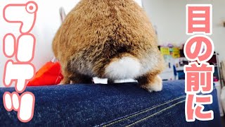 同じ目線の高さでうさぎと遊んでみた #403