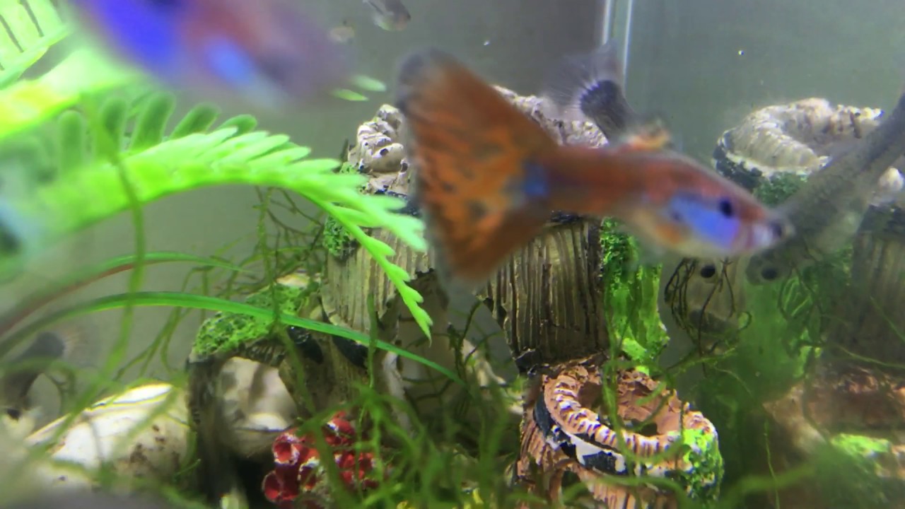 孔雀魚 黑殼蝦混養生一堆小魚小蝦 Youtube