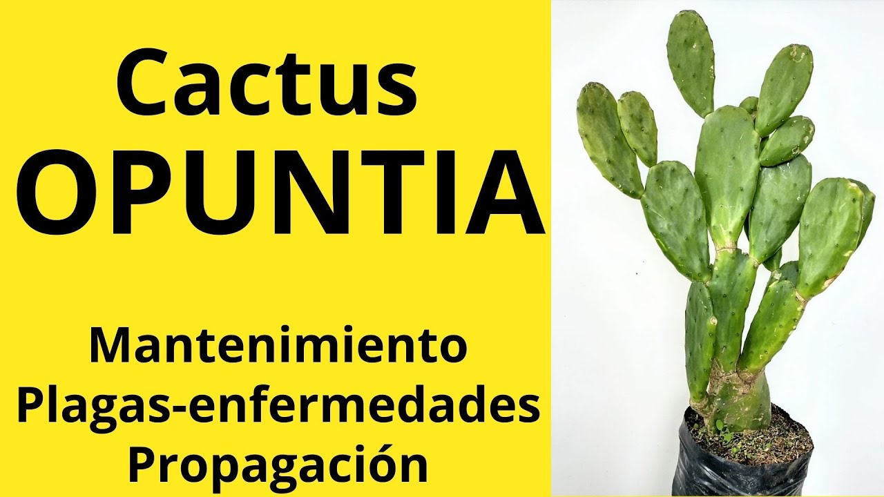 CACTUS OPUNTIA, Cómo cuidarlo y cómo reproducirlo YouTube