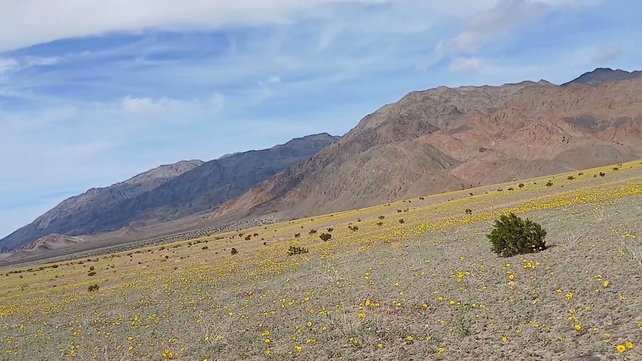 #49 DVNP comes alive. 