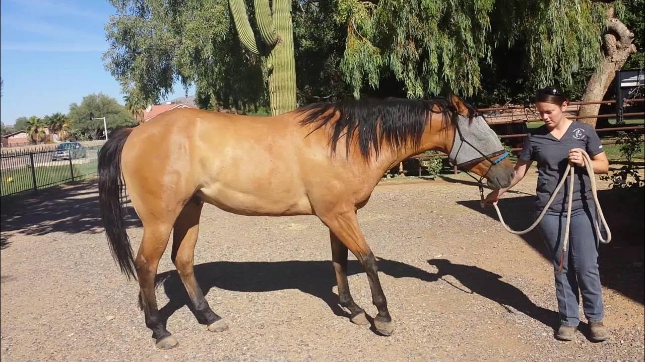 Equine shivers YouTube