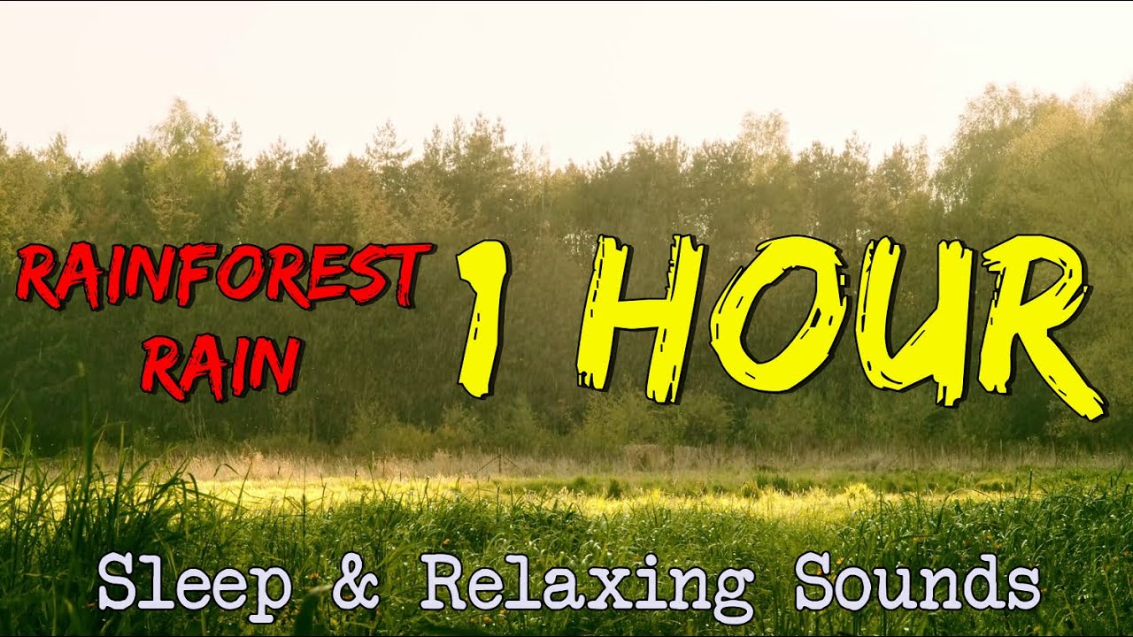 Rainforest Heavy Rain Sound For Sleeping Sleep, Study, Meditate With