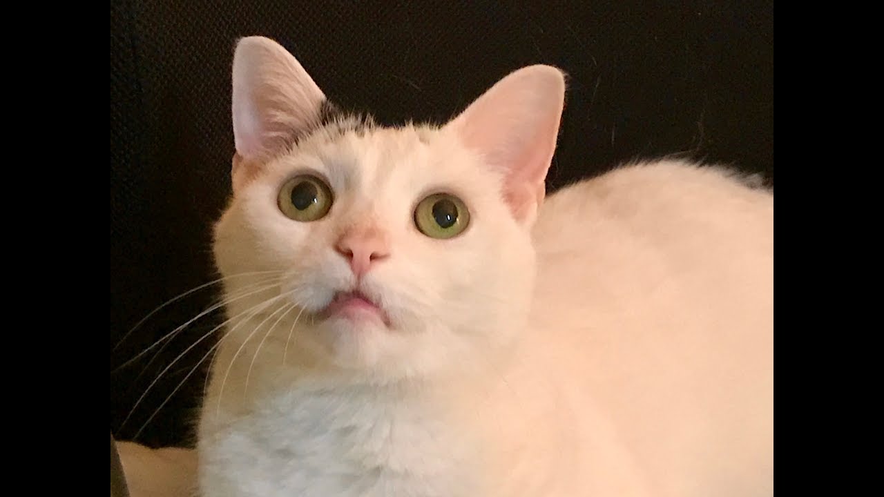 ACCT Philly: Volunteer at Offsite Adoptions!