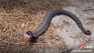 Snake🥺 #shorts #like #tik #tits #pranks #magic #boobs #awsam #wow #hot #bd #viral #trends screenshot 3