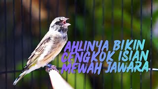 ANDALAN BIKIN CENGKOK MEWAH JUARA ! MASTERAN BLACKTHROAT GACOR SUARA JERNIH LAGU LELAH