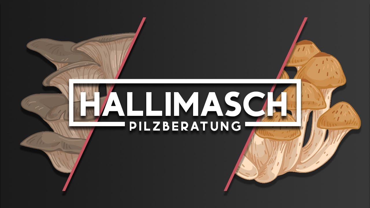 Verwechslungsmöglichkeiten Hallimasch || PILZBERATUNG Part#8