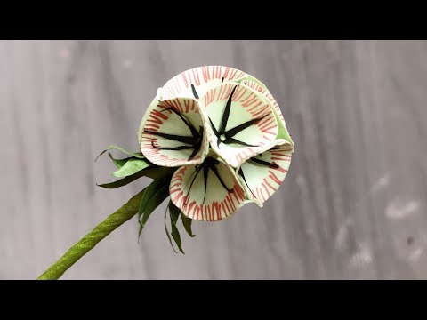 Video: Scabiosa-Pflanzen: Wie man eine Nadelkissenblume züchtet