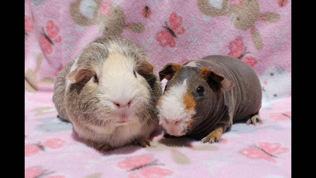 Outside With The Guinea Pigs YouTube