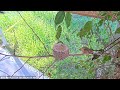 Peep and feed adorable young hummingbird chick calls for mom to feed it hummingbird